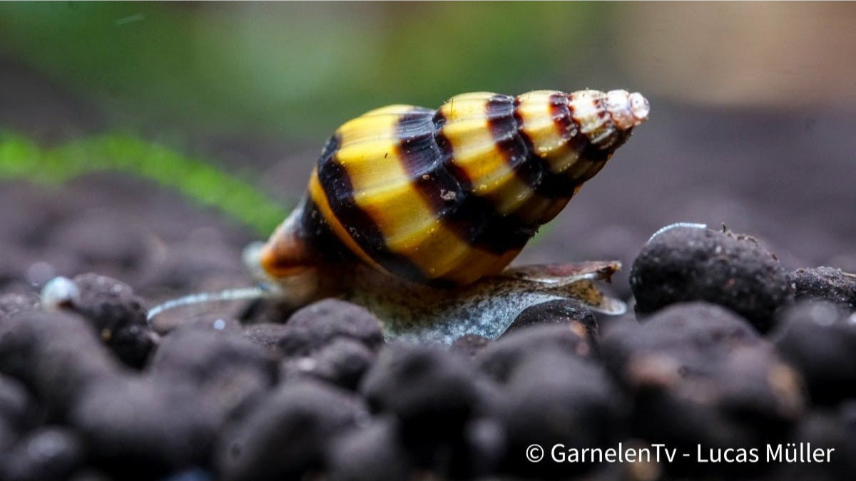 Killerschnecke mit gestreiftem Gehäuse im Süßwasserbecken