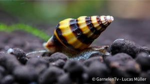 Killerschnecke mit gestreiftem Gehäuse im Süßwasserbecken