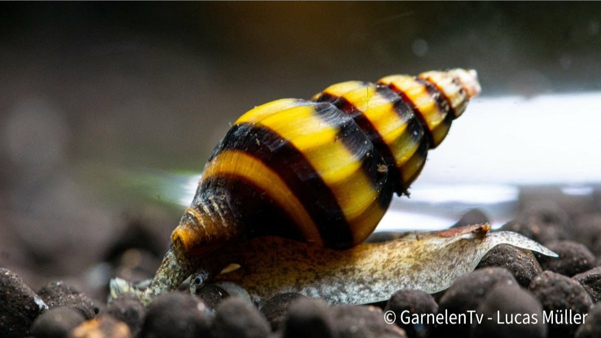 Clea helena jagt kleine Schnecken im Aquarium