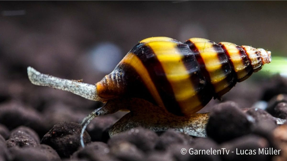 Raubschnecke - Clea helena (Anentome helena) - GarnelenTv-Shop

Raubschnecke Clea helena auf Aquariumboden

