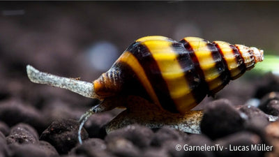 Raubschnecke - Clea helena (Anentome helena)