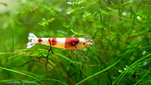 Zwerggarnelen Red Bee für Aquaristik-Enthusiasten