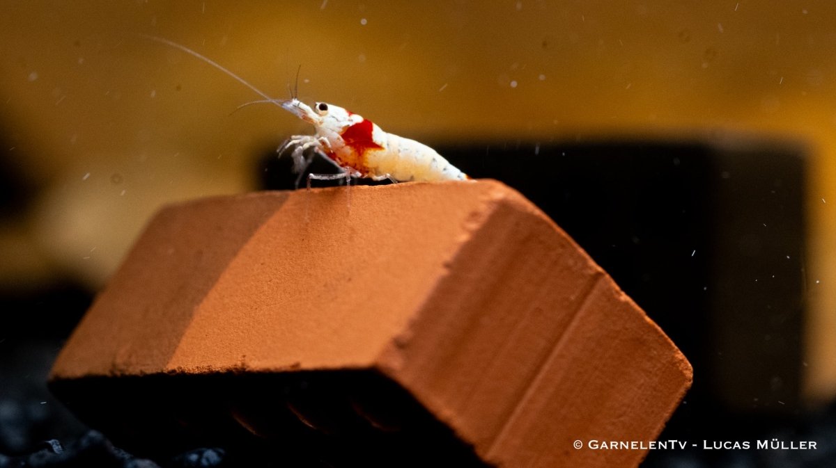 Caridina logemanni &quot;Red Bee&quot; Garnelen bei der Paarung
