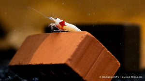 Caridina logemanni "Red Bee" Garnelen bei der Paarung