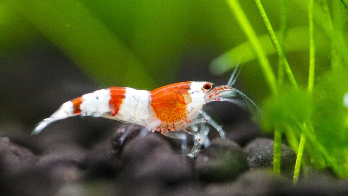 Red Bee - Caridina logemanni "Red Bee" K4-K6(DNZ) - GarnelenTv-Shop

Caridina logemanni "Red Bee" auf Aquarienboden

