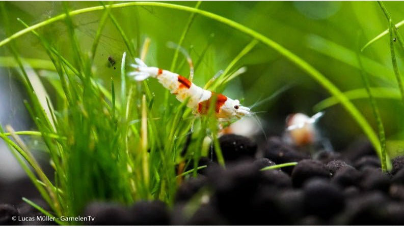 Naheaufnahme einer Red Bee Garnele im Aquarium