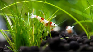 Naheaufnahme einer Red Bee Garnele im Aquarium
