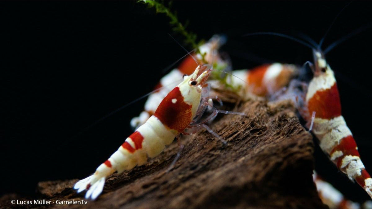 Red Bee - Caridina logemanni "Red Bee" K4-K6(DNZ) - GarnelenTv-Shop

Caridina logemanni "Red Bee" auf Aquarienboden


