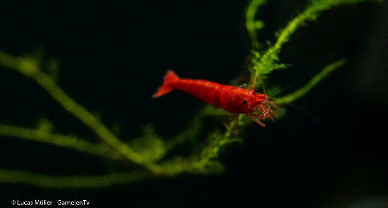 Nahaufnahme einer Red Fire Garnele auf Aquariendeko