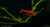 Red Cherry Garnele - Red Fire Garnele - Neocardina davidi "Red" (DNZ) - GarnelenTv-Shop

Neocardina davidi "Red" Garnelen in rot

