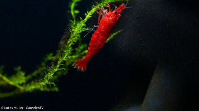 Red Cherry Garnele - Red Fire Garnele - Neocardina davidi "Red" (DNZ) - GarnelenTv-Shop

Neocardina davidi "Red" Garnelen in rot

