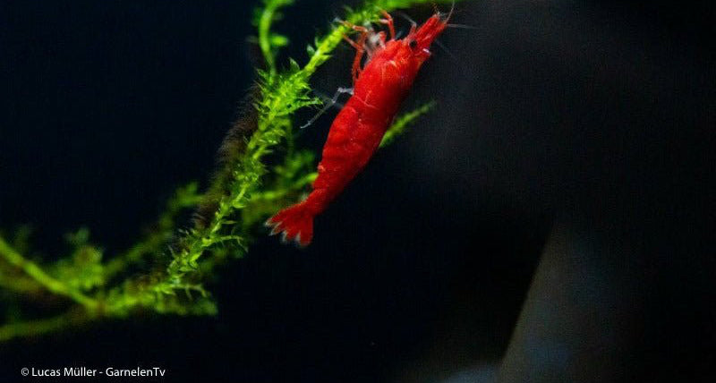 Red Cherry Garnele - Red Fire Garnele - Neocardina davidi "Red" (DNZ) - GarnelenTv-Shop

Neocardina davidi "Red" Garnelen in rot

