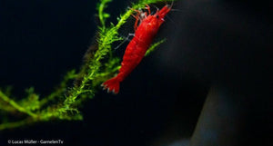 Red Cherry Garnele - Red Fire Garnele - Neocardina davidi "Red" (DNZ) - GarnelenTv-Shop

Neocardina davidi "Red" Garnelen in rot

