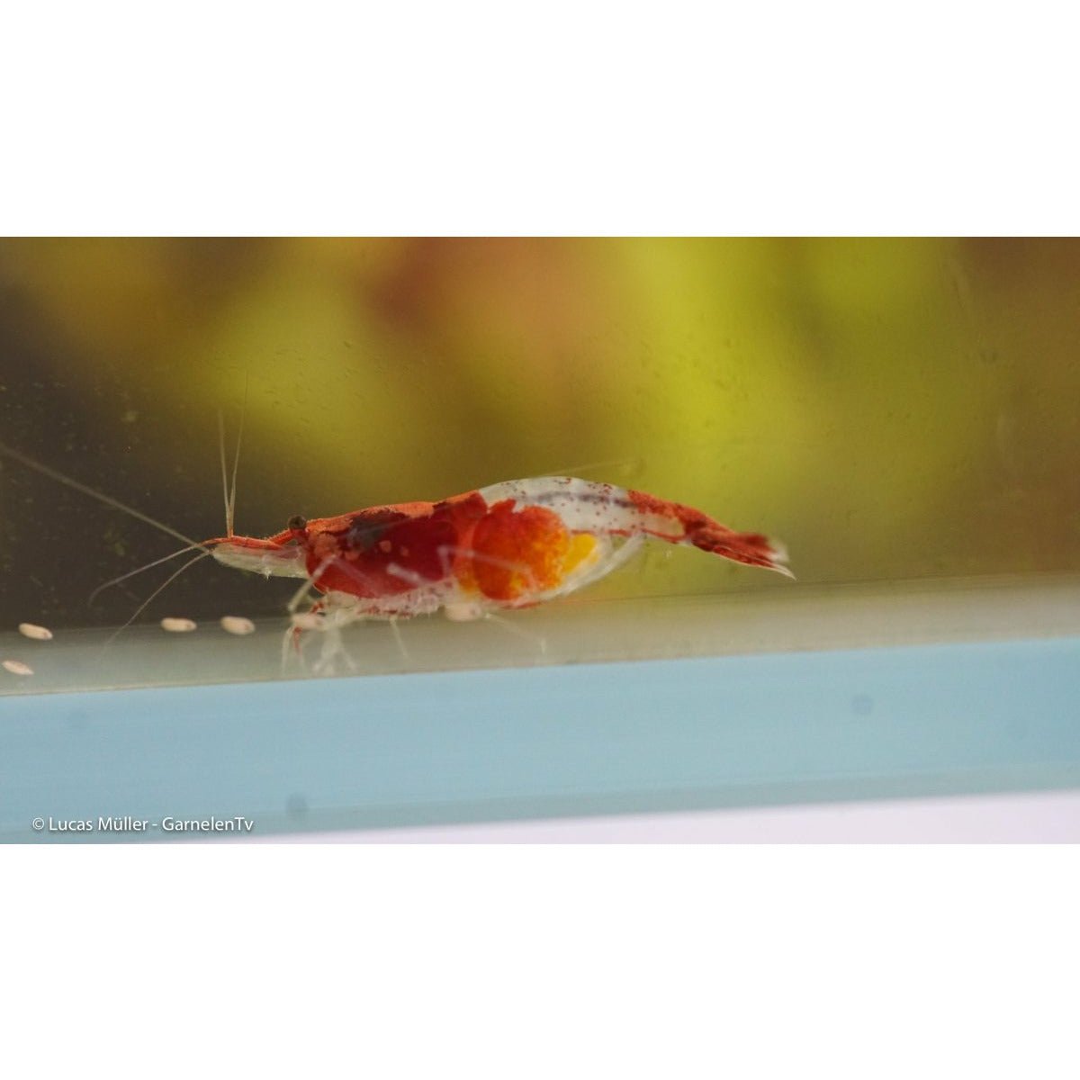 Red Rili Garnele, Kohaku Shrimp - Neocaridina davidi 