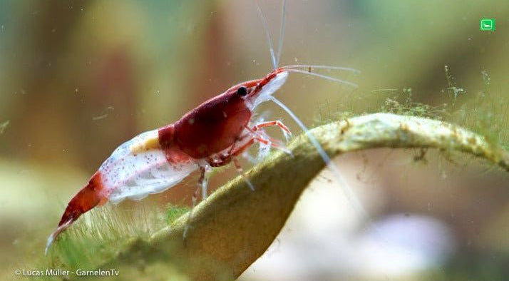 Red Rili Garnele, Kohaku Shrimp - Neocaridina davidi &quot;Red Rili&quot; (DNZ) - GarnelenTv-Shop

Red Rili Garnele mit kräftiger Kopfzeichnung

