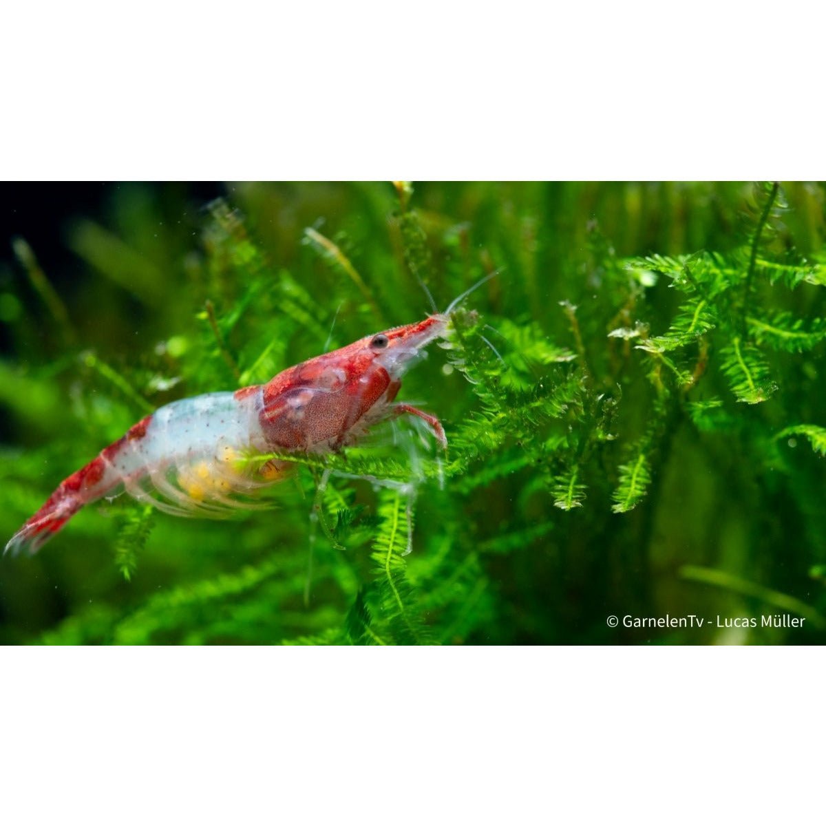 Red Rili Garnele, Kohaku Shrimp - Neocaridina davidi 