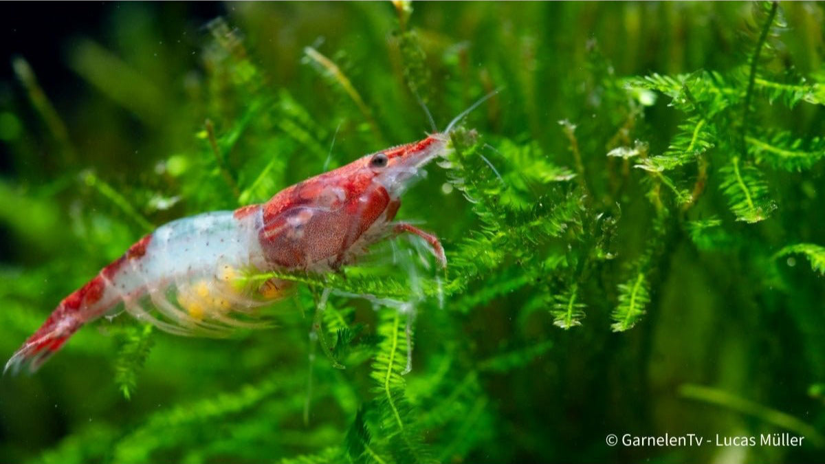 Red Rili Garnele, Kohaku Shrimp - Neocaridina davidi "Red Rili" (DNZ) - GarnelenTv-Shop

Neocaridina davidi Red Rili im Aquarium

