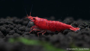 Weibliche Red Sakura Garnele mit intensiver Farbe