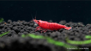 Red Sakura Garnele - Neocaridina davidi "Red Sakura" (DNZ) - GarnelenTv-Shop