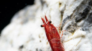 Red Sakura Garnele in einem Aquariensetup