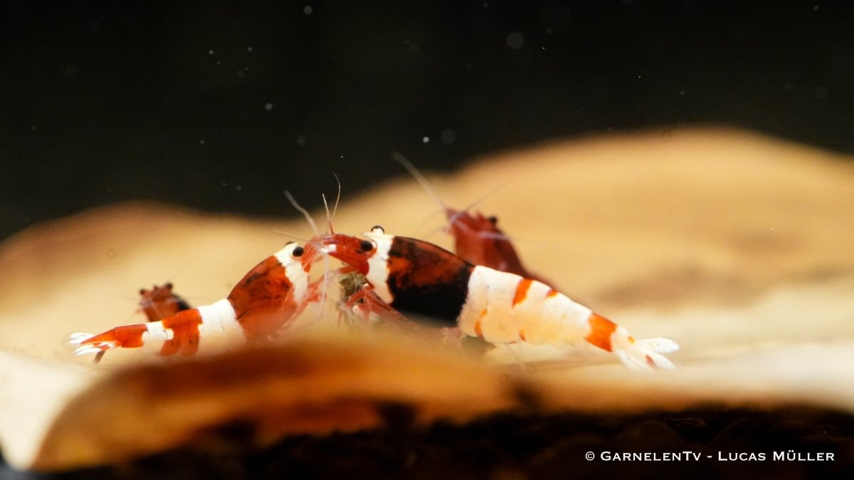 Red Wine Garnele, Caridina spec. "Red Wine" (Taiwan Bee / Shadow Bee) - GarnelenTv-Shop