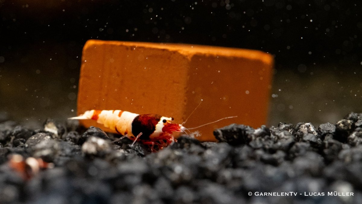 Red Wine Garnele, Caridina spec. &quot;Red Wine&quot; (Taiwan Bee / Shadow Bee) - GarnelenTv-Shop