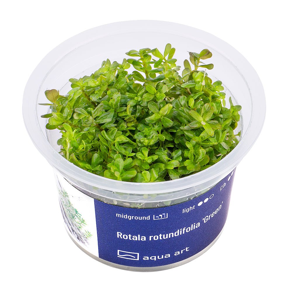 Rotala rotundifolia 'Green' - InVitro - GarnelenTv-Shop

Rotala rotundifolia 'Green' InVitro – Leuchtend grüne Aquarienpflanze

