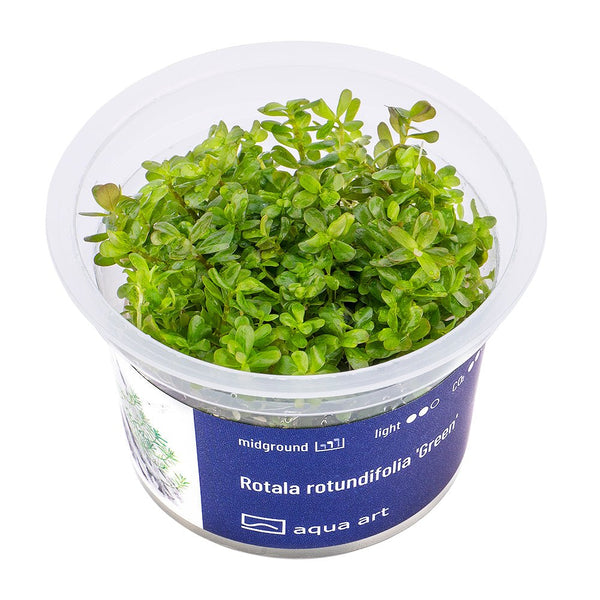 Rotala rotundifolia 'Green' - InVitro - GarnelenTv-Shop
