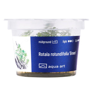 Grüne Rotala rotundifolia mit schmalen Blättern für Aquarien