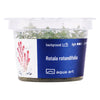 Rotala rotundifolia - InVitro - GarnelenTv-Shop