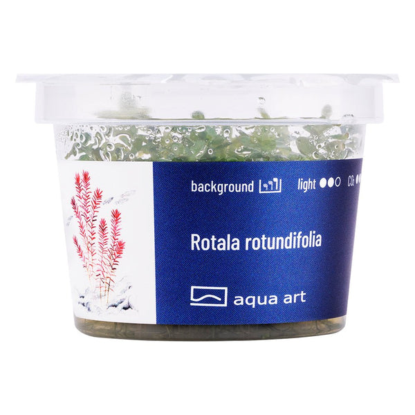 Rotala rotundifolia - InVitro - GarnelenTv-Shop