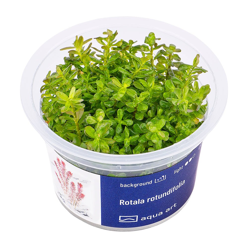 Rotala rotundifolia - InVitro - GarnelenTv-Shop

Rotala rotundifolia – Rote InVitro Hintergrundpflanze

