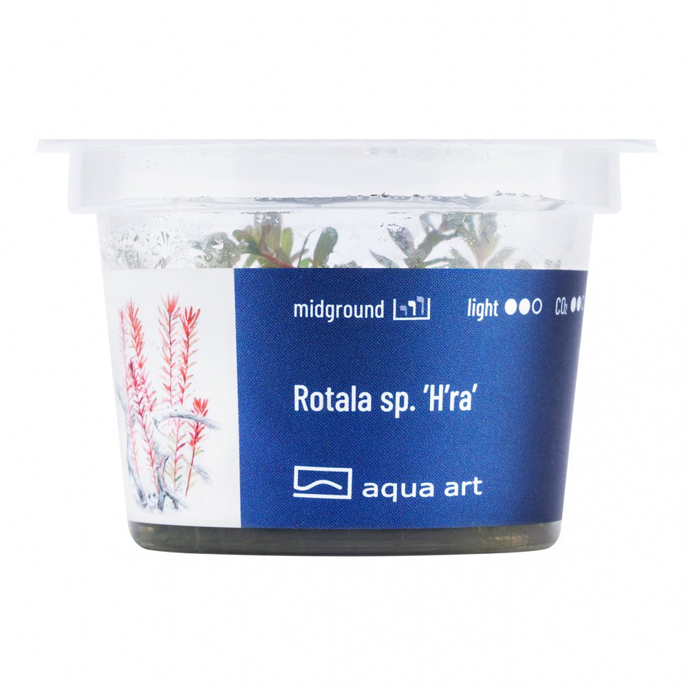 Rotala sp. ’H’ra’ - InVitro - GarnelenTv-Shop

Rotala sp. 'H'ra' – InVitro Aquarienpflanze mit kriechendem Wuchs und oranger Farbe

