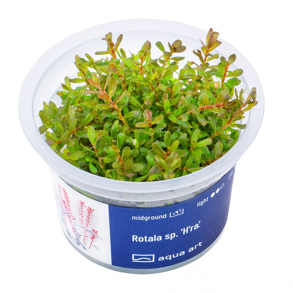 Rotala sp. ’H’ra’ - InVitro - GarnelenTv-Shop

Rotala sp. 'H'ra' – InVitro Aquarienpflanze mit kriechendem Wuchs und oranger Farbe

