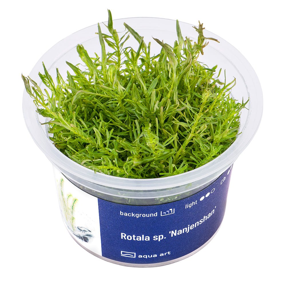 Rotala sp. 'Nanjenshan' - InVitro - GarnelenTv-Shop

Rotala sp. 'Nanjenshan' InVitro – Grüne Pflanze für Aquarien

