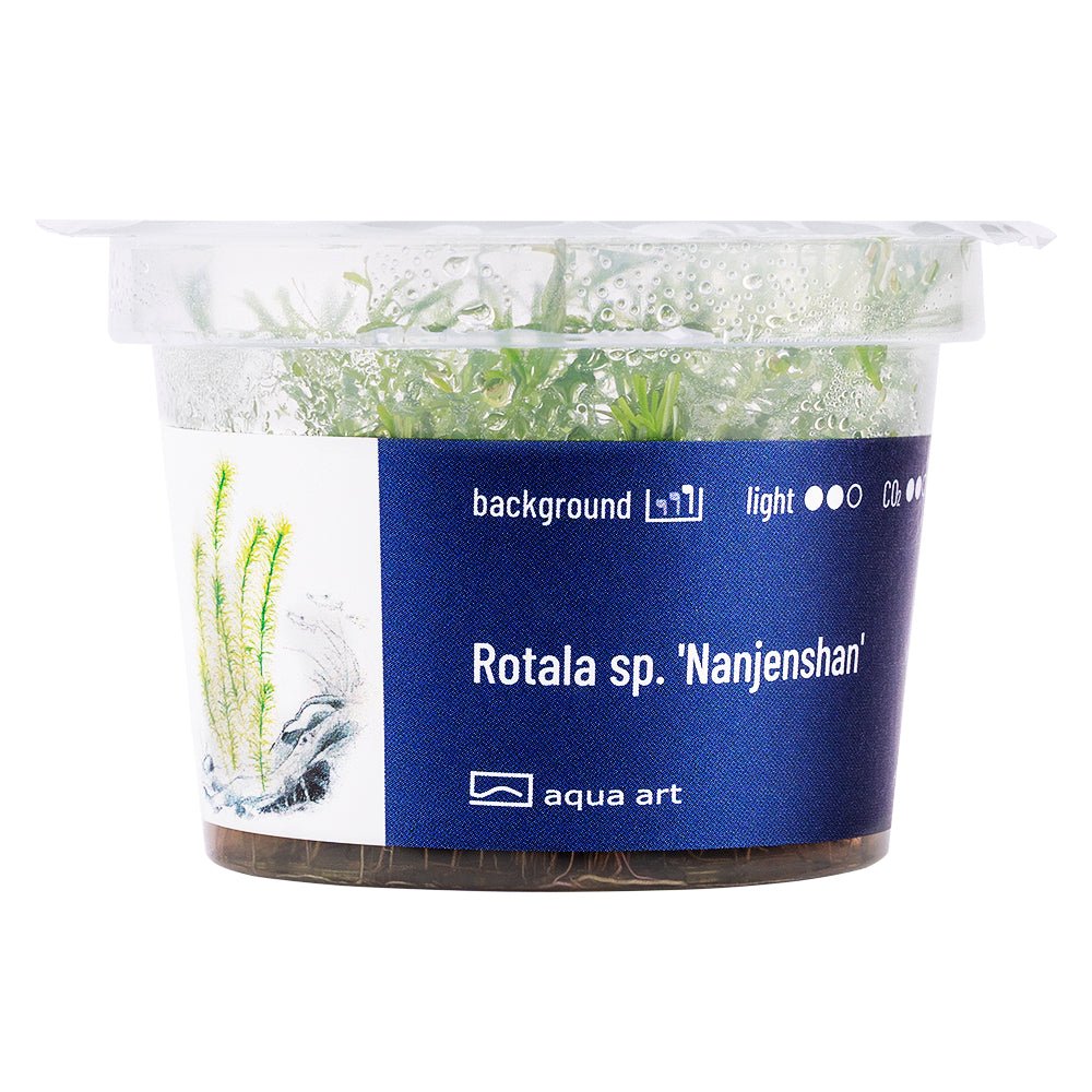 Rotala sp. 'Nanjenshan' - InVitro - GarnelenTv-Shop

Rotala sp. 'Nanjenshan' InVitro – Grüne Pflanze für Aquarien

