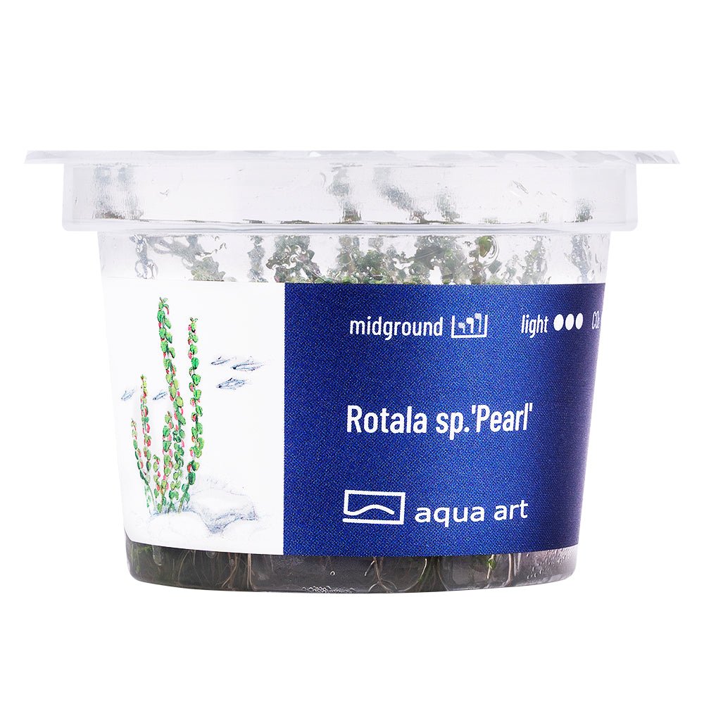 Rotala sp.'Pearl' - InVitro - GarnelenTv-Shop

Rotala sp. 'Pearl' InVitro Aquarienpflanze

