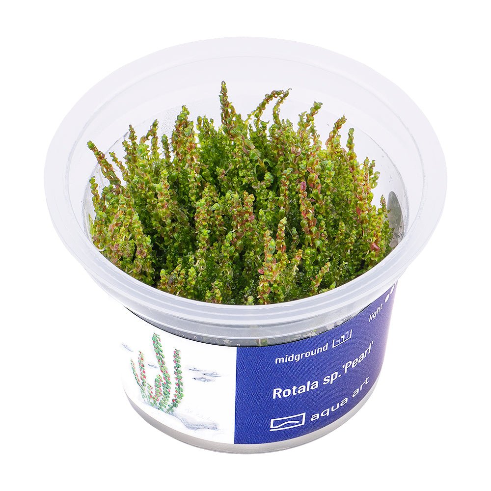 Rotala sp.'Pearl' - InVitro - GarnelenTv-Shop

Rotala sp. 'Pearl' InVitro Aquarienpflanze


