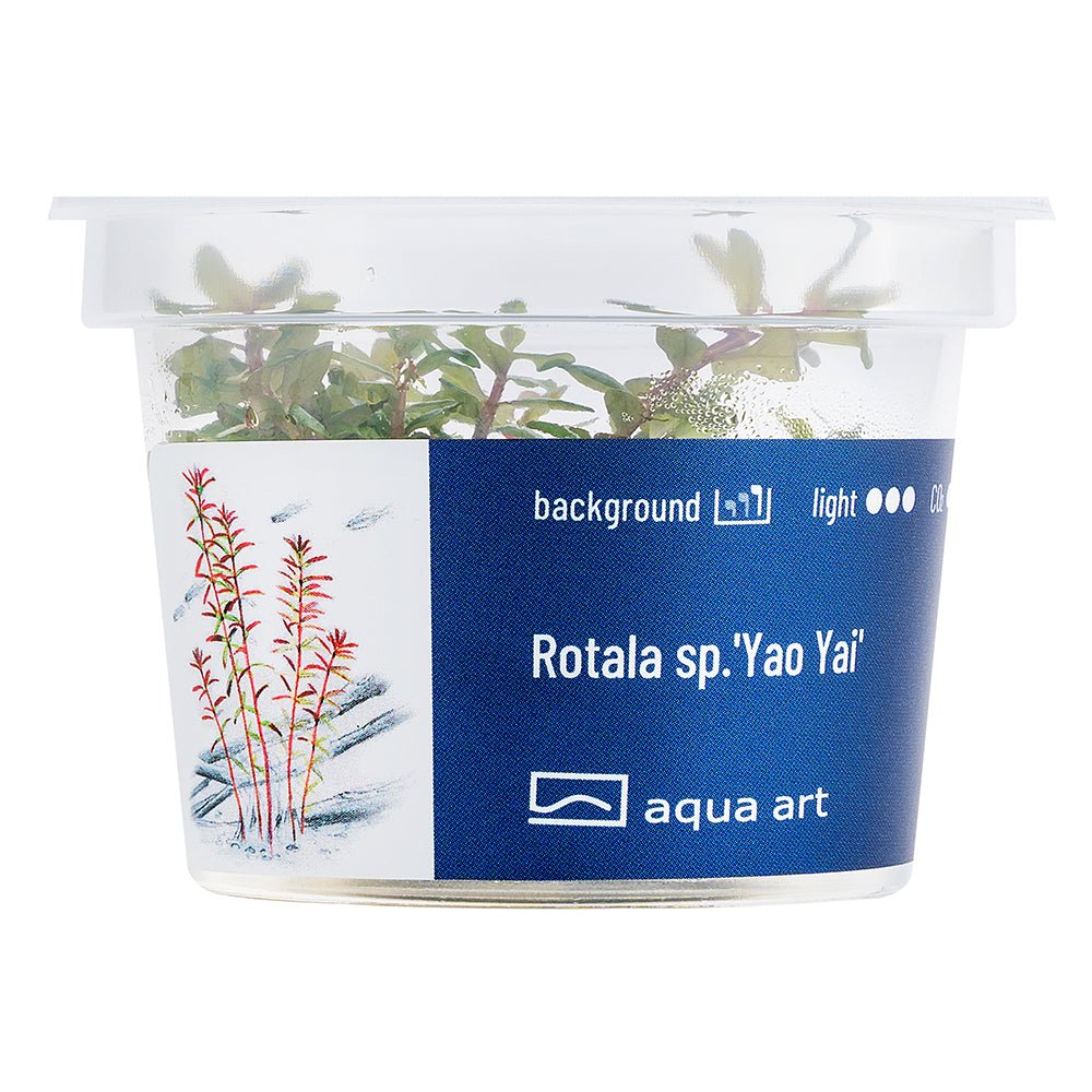 Schnellwachsende Rotala &#39;Yao Yai&#39; mit intensiver roter Farbe