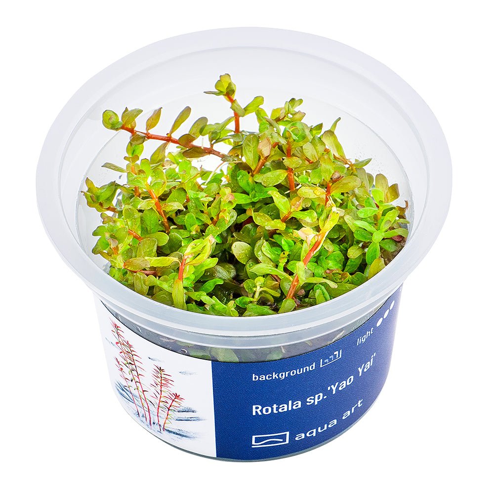 Rotala sp.&#39;Yao Yai&#39; - InVitro - GarnelenTv-Shop

Rotala sp. &#39;Yao Yai&#39; InVitro – Rote Pflanze für den Hintergrund

