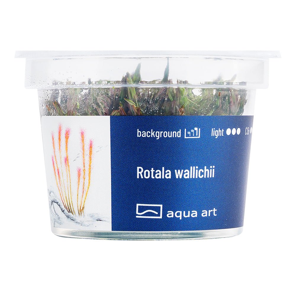 Rotala wallichii - InVitro - GarnelenTv-Shop

Rotala wallichii InVitro – Rote Pflanze für Aquarien

