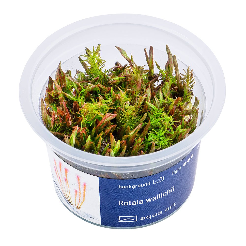 Rotala wallichii - InVitro - GarnelenTv-Shop

Rotala wallichii InVitro – Rote Pflanze für Aquarien

