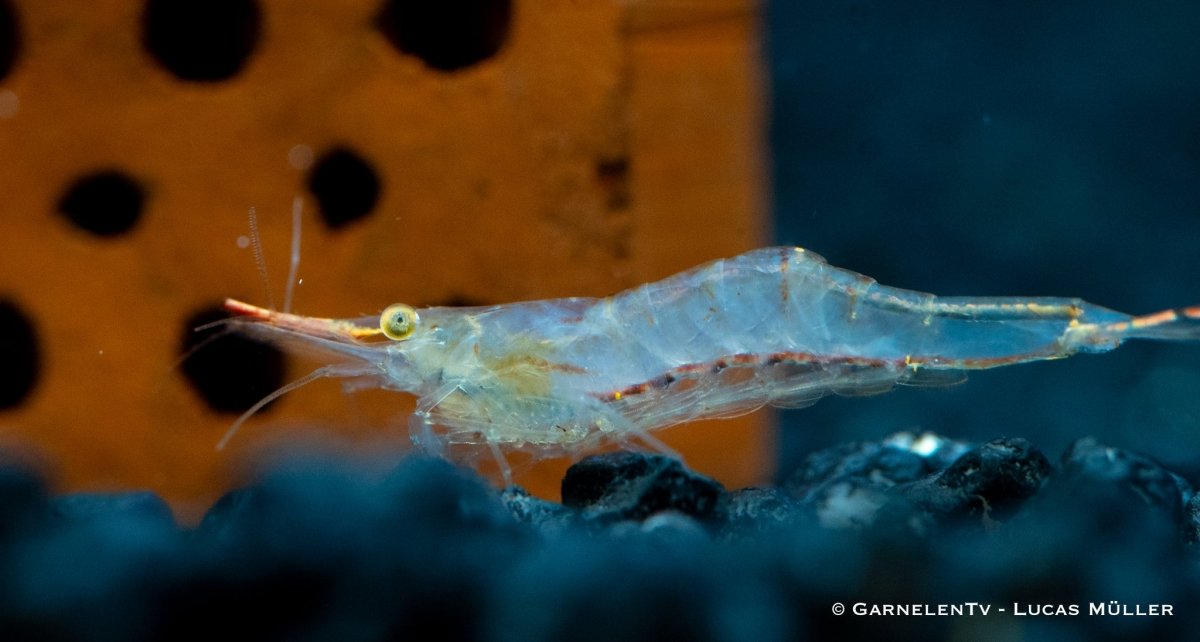 GarnelenTv Rote Nashorngarnele für Aquarien