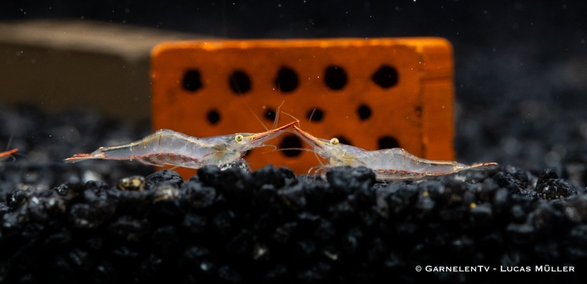 Rote Nashorngarnele im Gemeinschaftsaquarium