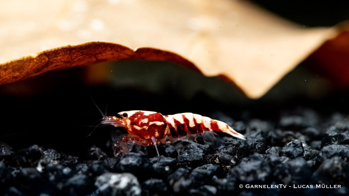 Rote Pinto Zebra Garnele - Shadow Garnele - Taiwan Bee - Caridina sp. - GarnelenTv-Shop

Rote Pinto Zebra Garnele mit lebendiger roter Färbung

