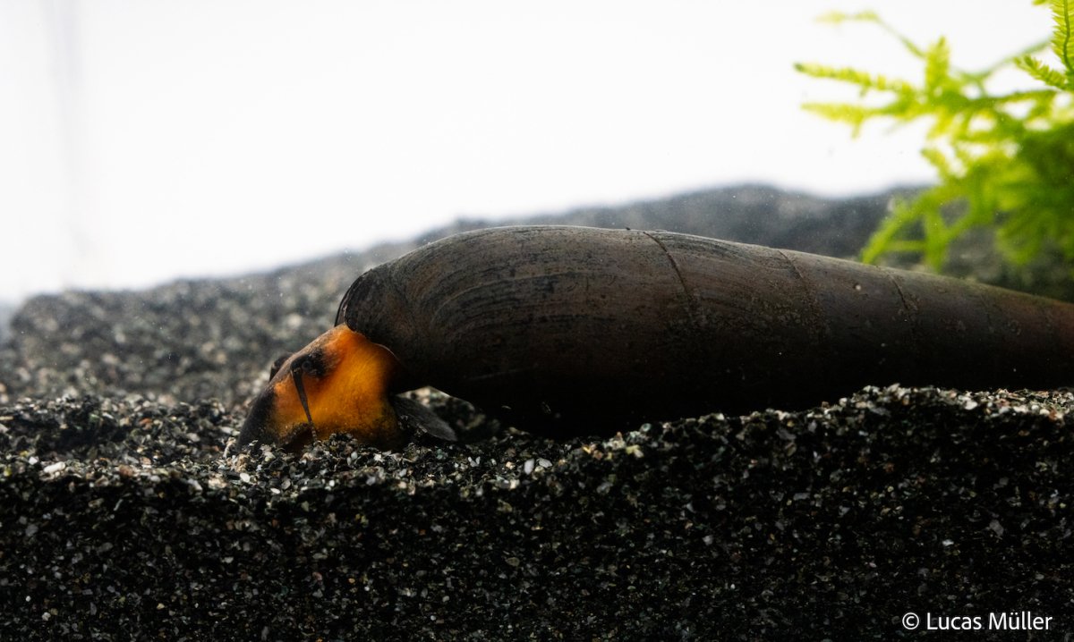 Rote Teufelsdornschnecke - Faunus ater - GarnelenTv-Shop

Rote Teufelsdornschnecke Faunus ater in Aquarium


