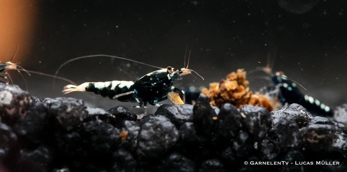 Shadow Garnele Taiwan Bee Schwarze Pinto in Aquarien