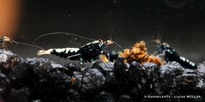 Shadow Garnele Taiwan Bee Schwarze Pinto in Aquarien