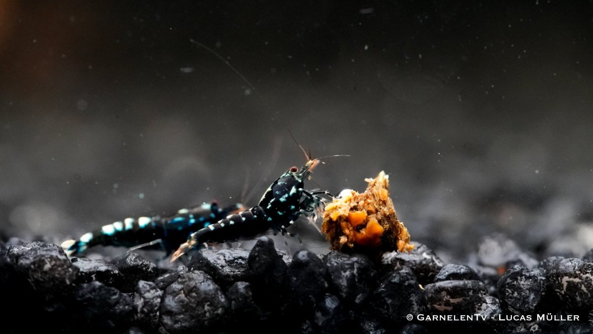 Schwarze Pinto Garnele - Shadow Garnele - Taiwan Bee - Caridina sp - GarnelenTv-Shop

Schwarze Pinto Garnele mit dunklen Mustern im Aquarium

