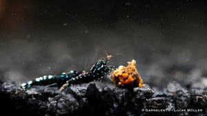 Schwarze Pinto Garnele - Shadow Garnele - Taiwan Bee - Caridina sp - GarnelenTv-Shop

Schwarze Pinto Garnele mit dunklen Mustern im Aquarium

